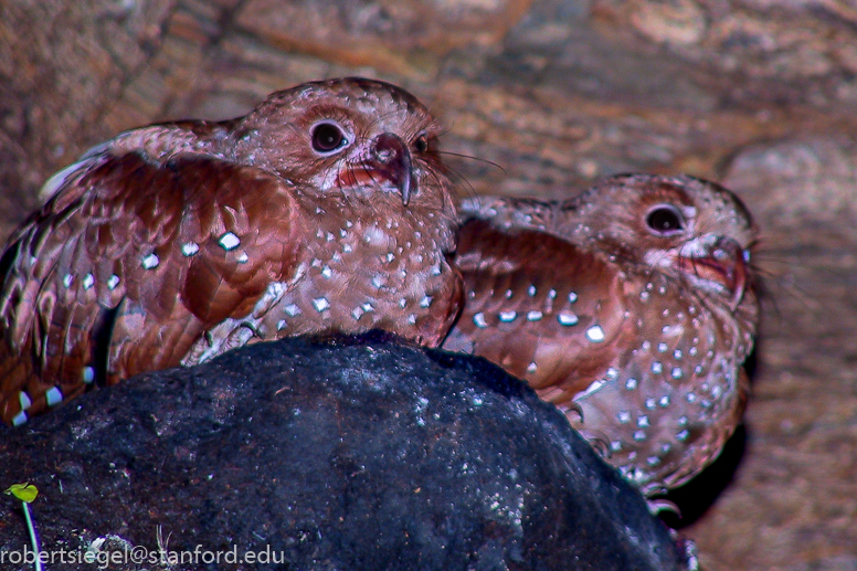 oilbird